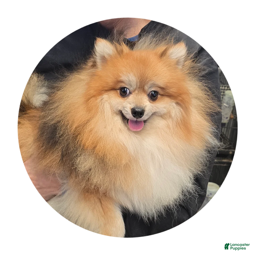 Pomeranian dogs for sale: Max - Ad 1