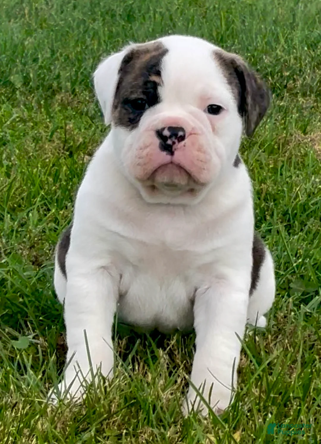 Olde English Bulldogge dogs for sale: Ingrid - Ad 2