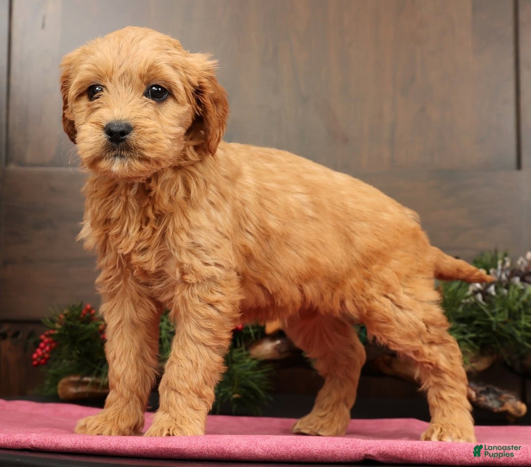 Mini Goldendoodle dogs for sale: Paige - Ad 4