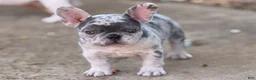 French Bulldog dogs for sale: Sierra - Ad 1