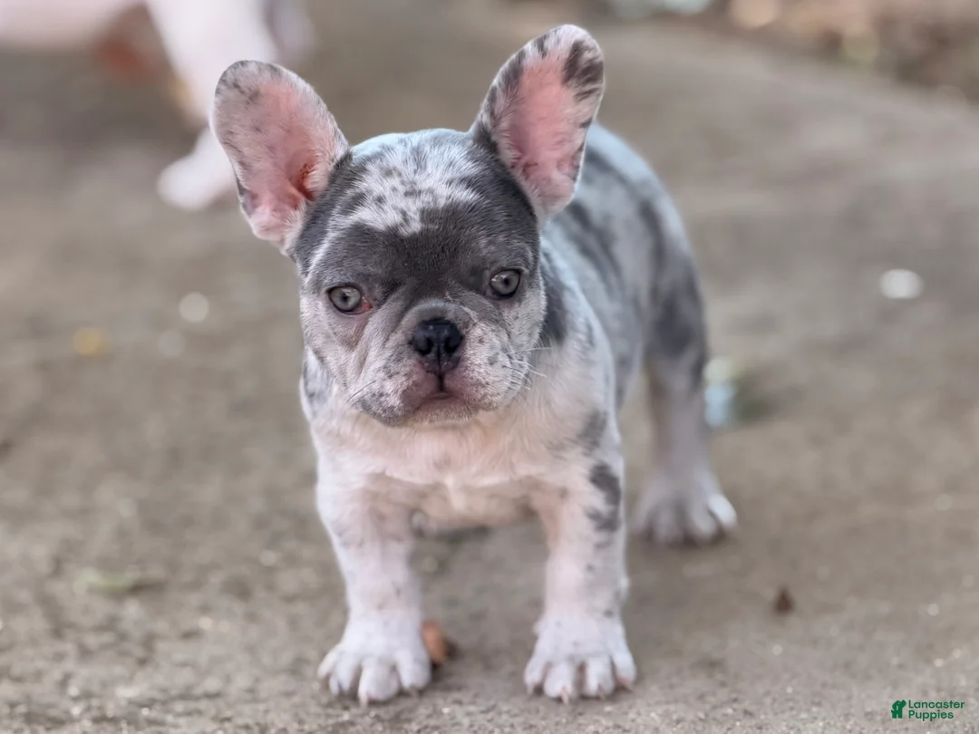 French Bulldog dogs for sale: Sierra - Ad 1
