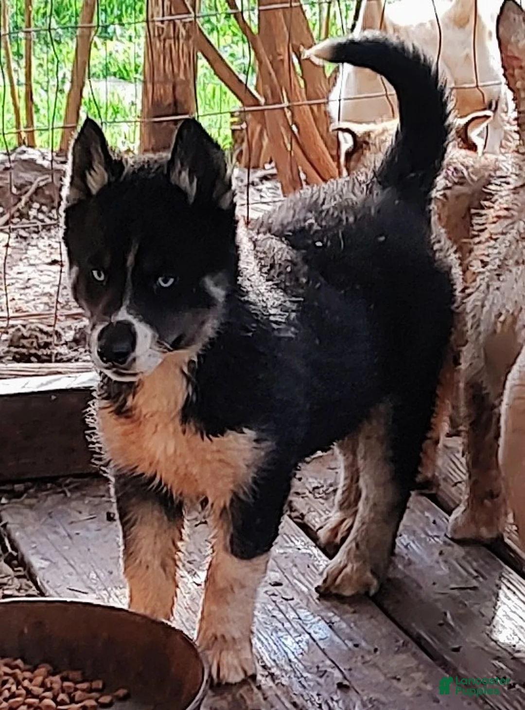 Siberian Husky dogs for sale: Siberian Husky Puppy 1 - Ad 1