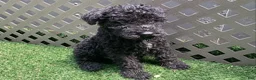 Kerry Blue Terrier dogs for sale: Garth - Ad 2