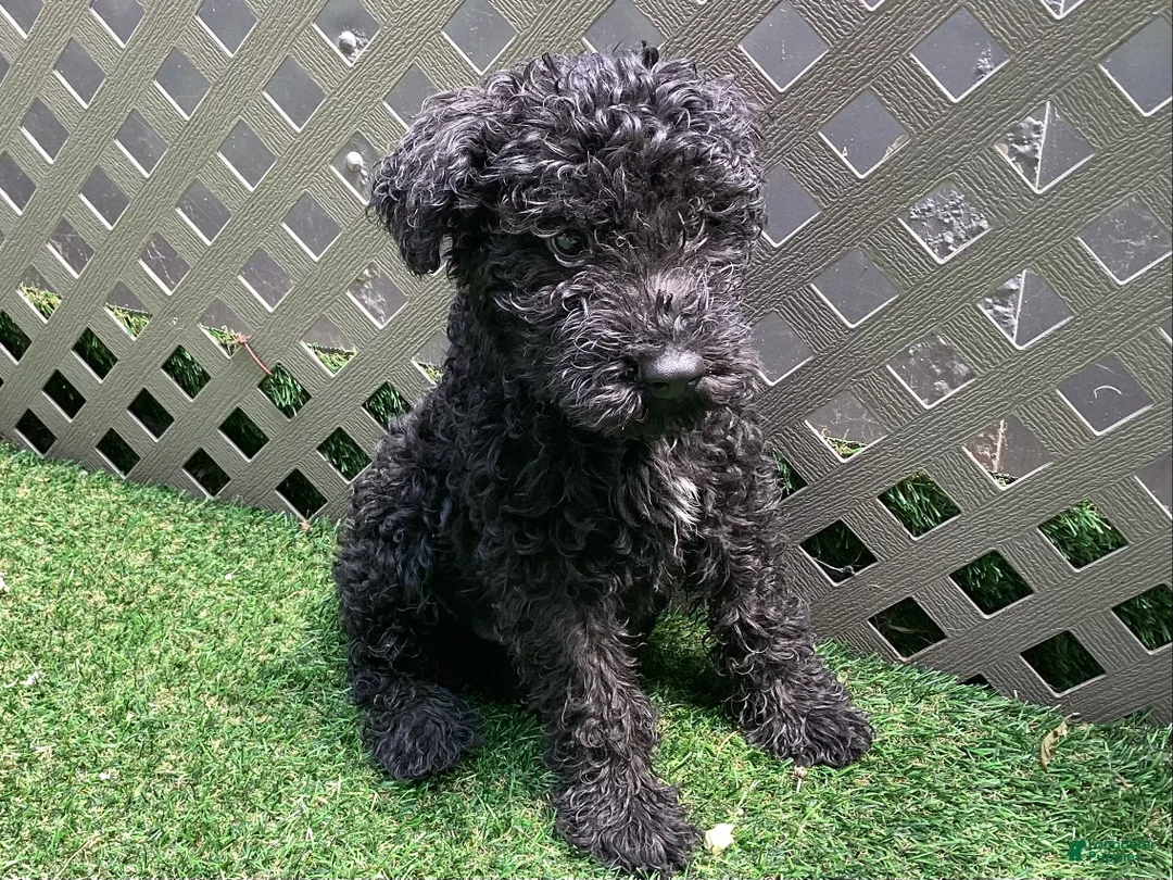 Kerry Blue Terrier dogs for sale: Garth - Ad 2