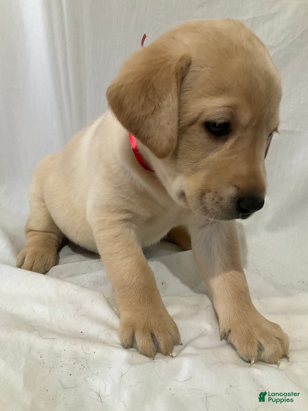 Labrador Retriever dogs for sale: Scarlett - Ad 6