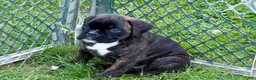 Boxer dogs for sale: Colonia - Ad 17