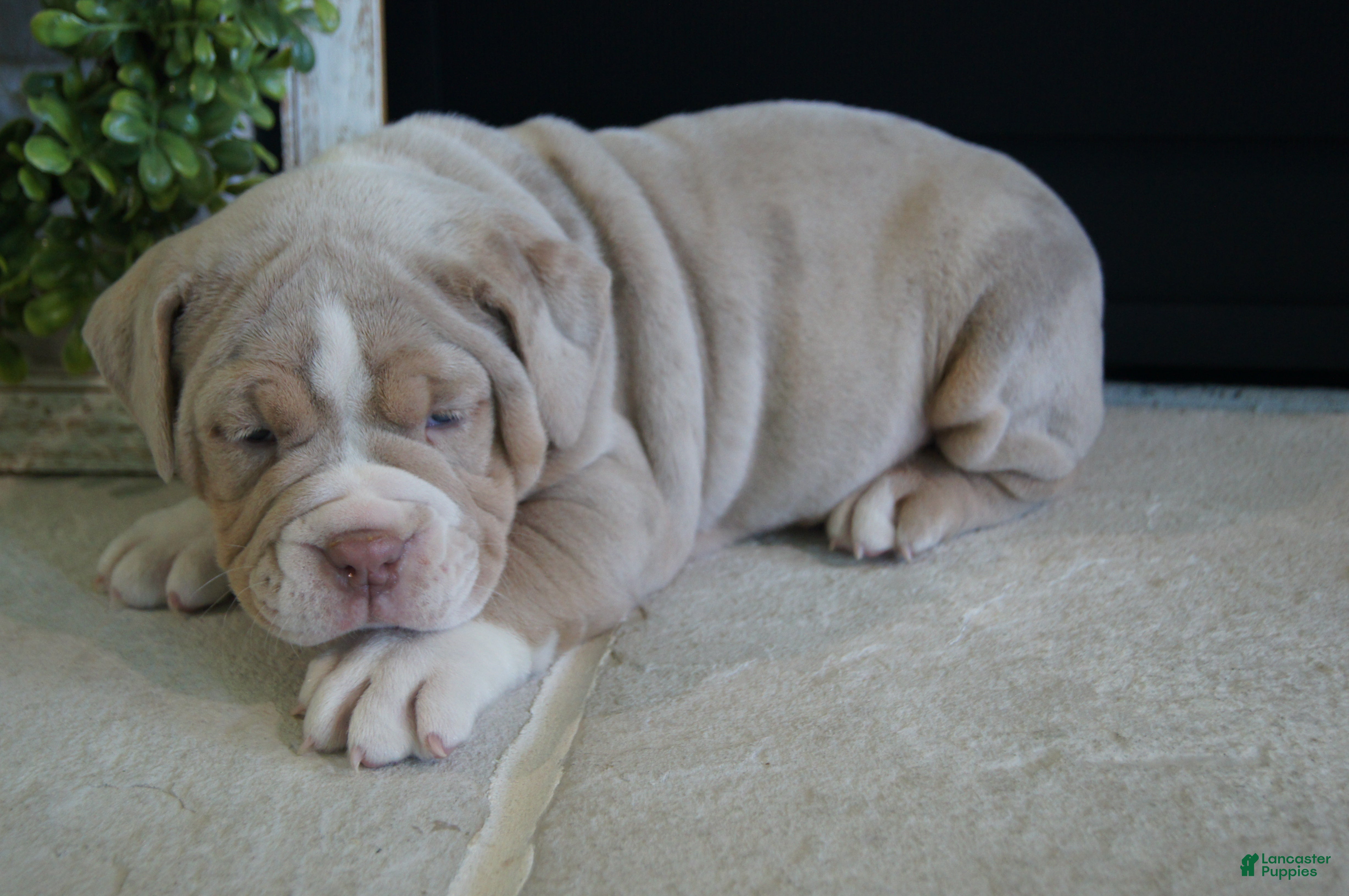 Olde English Bulldogge dogs Bruno - Ad 2
