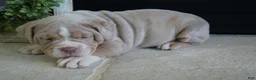 Olde English Bulldogge dogs for sale: Bruno - Ad 2