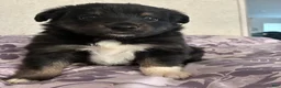 Shetland Sheepdog dogs for sale: Diesel - Ad 1