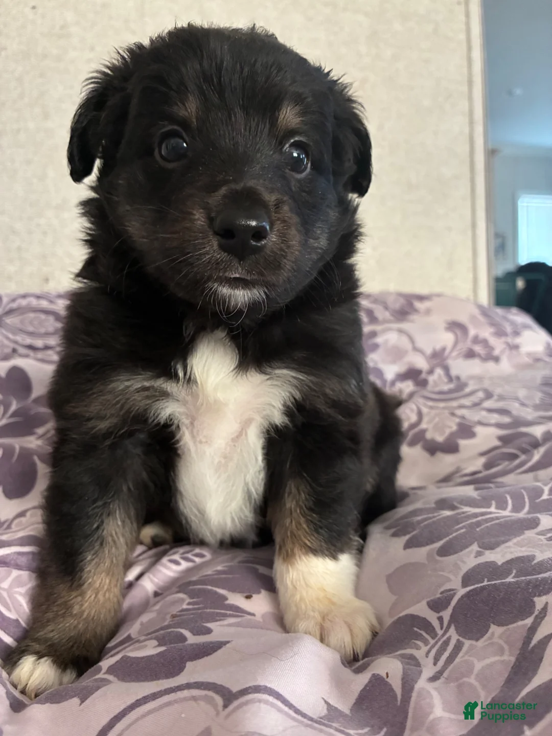 Shetland Sheepdog dogs for sale: Diesel - Ad 1
