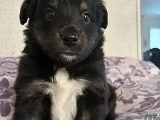 Shetland Sheepdog dogs Diesel - Ad 29