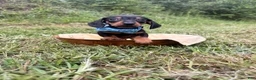 Miniature Dachshund dogs for sale: Miniature Dachshund Ziggy 💙 - Ad 2