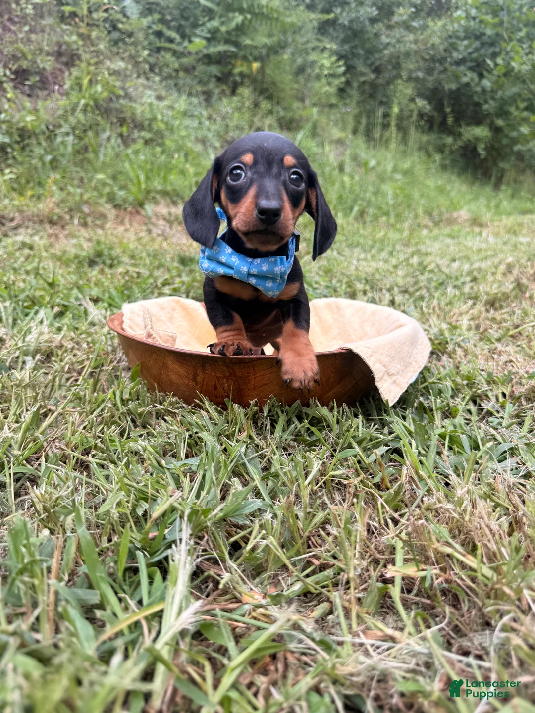 Miniature Dachshund dogs for sale: Miniature Dachshund Ziggy 💙 - Ad 2