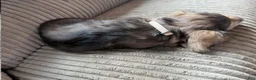 Dachshund dogs for sale: Landon  - Ad 2