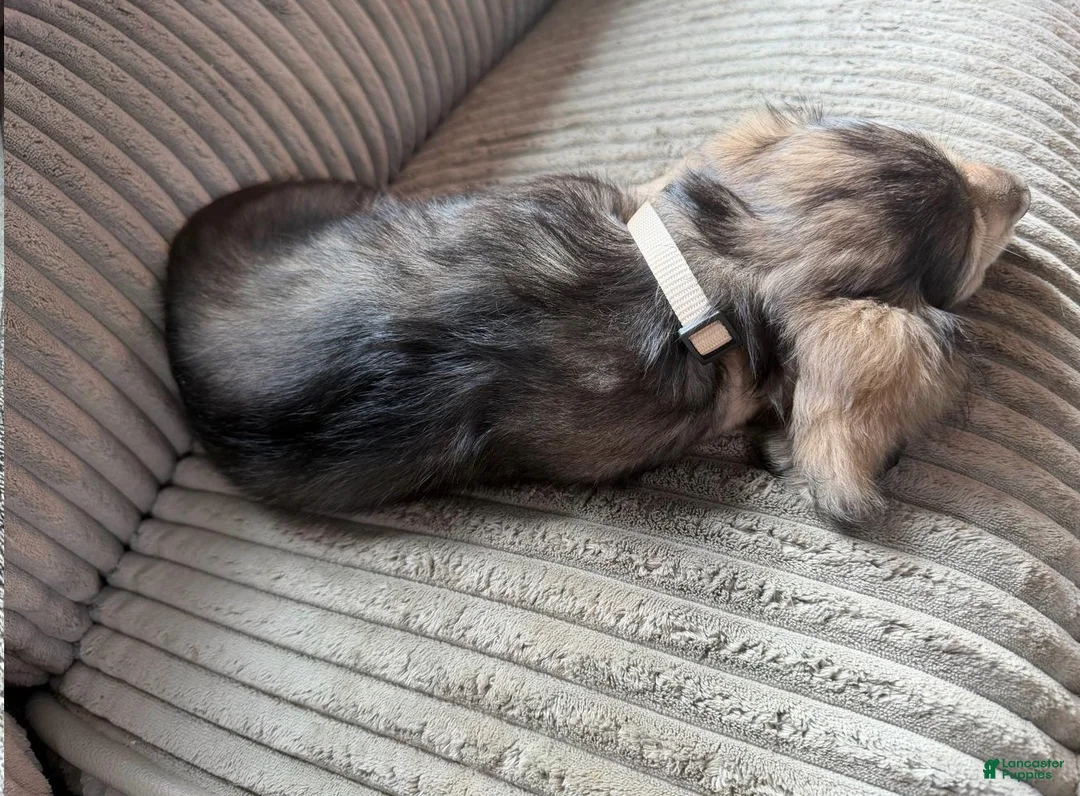 Dachshund dogs for sale: Landon  - Ad 2