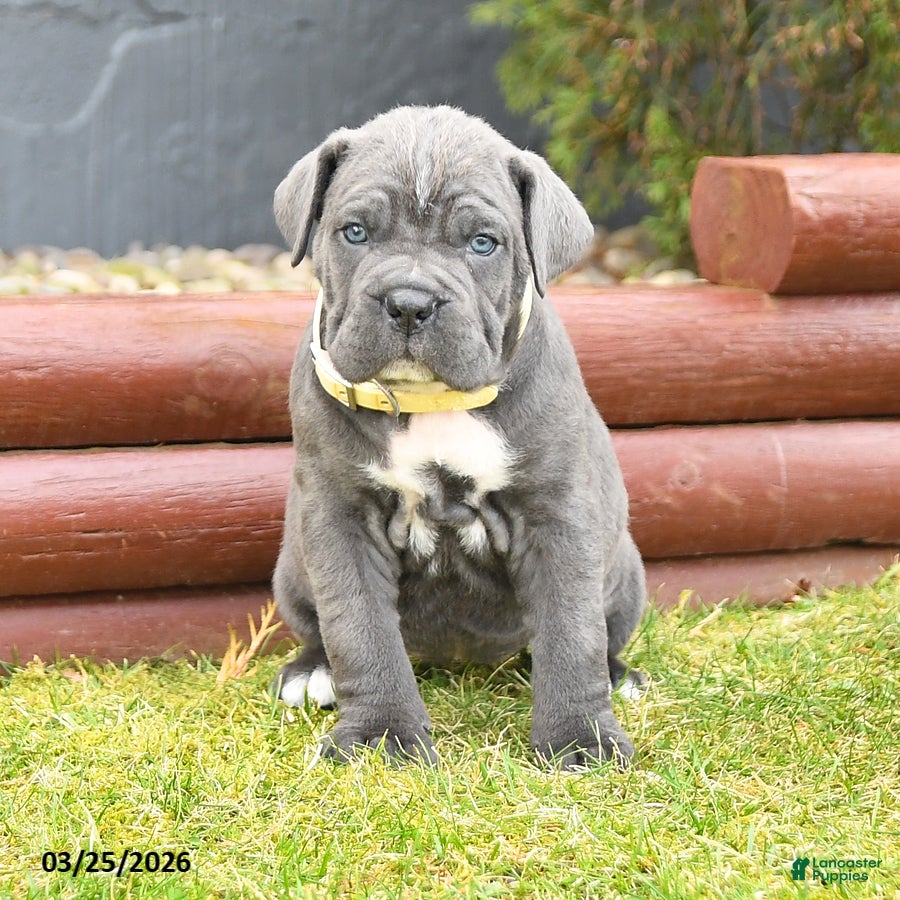 Cane Corso dogs Harmony - Ad 2