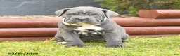Cane Corso dogs for sale: Harmony - Ad 2