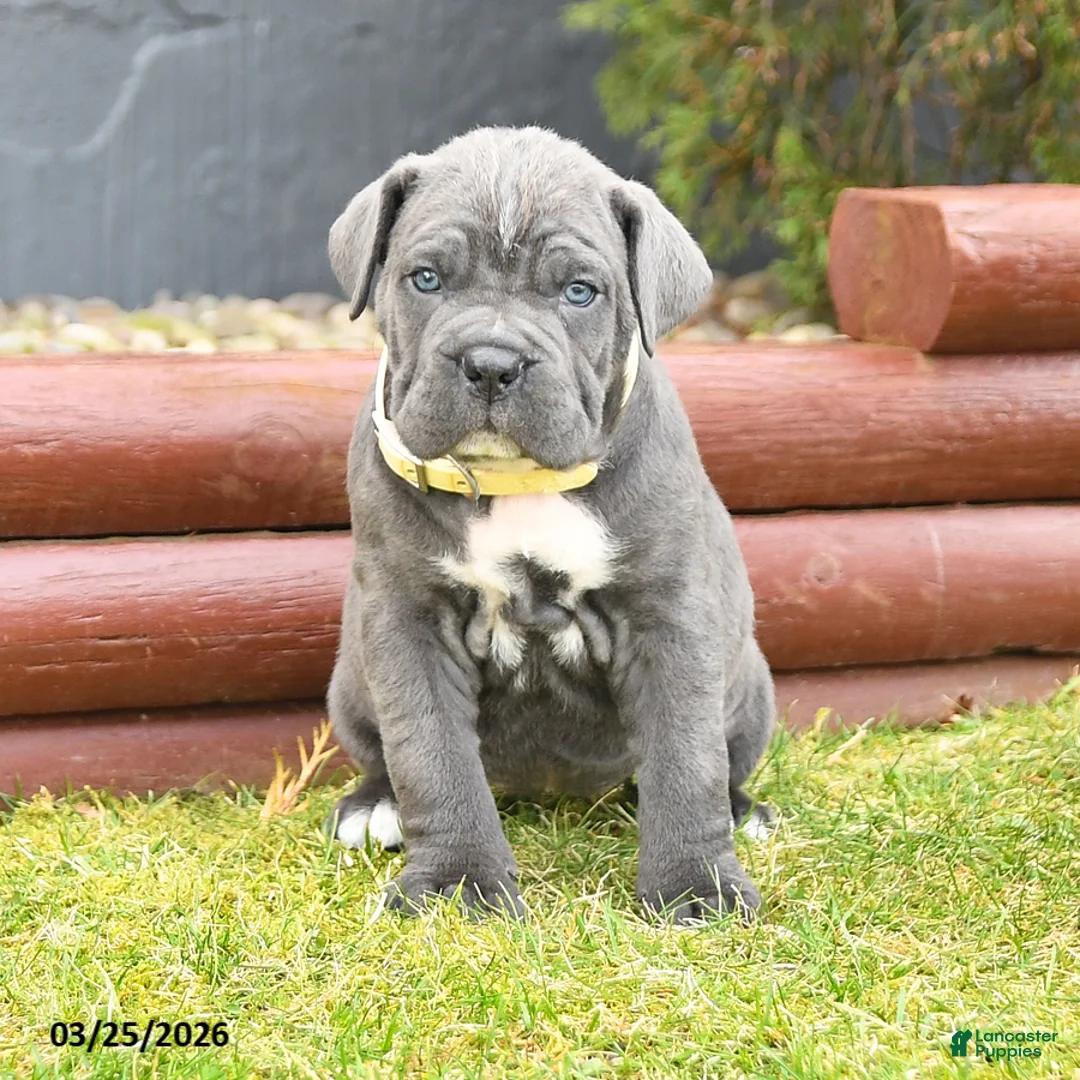 Cane Corso dogs for sale: Harmony - Ad 2