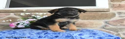 German Shepherd dogs for sale: Simba - Ad 2