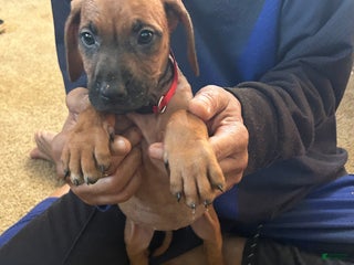 Rhodesian Ridgeback dogs Rhodesian Ridgeback Puppy 9 red collar - Ad 27