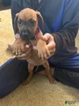 Rhodesian Ridgeback Puppy 9 red collar