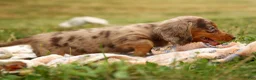 Miniature Dachshund dogs for sale: BUDDY - Ad 11