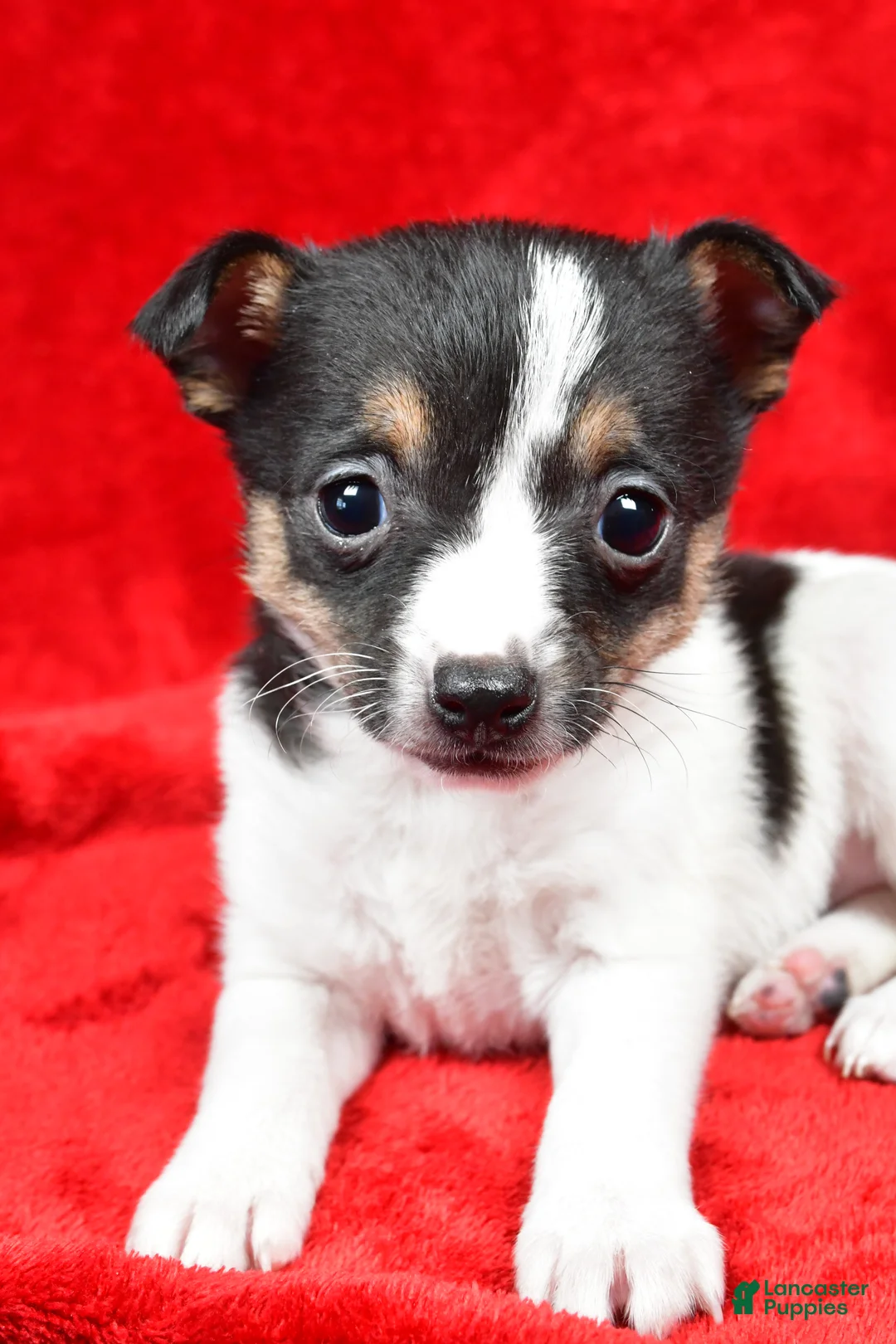Toy Fox Terrier dogs for sale: Lilly - Ad 5