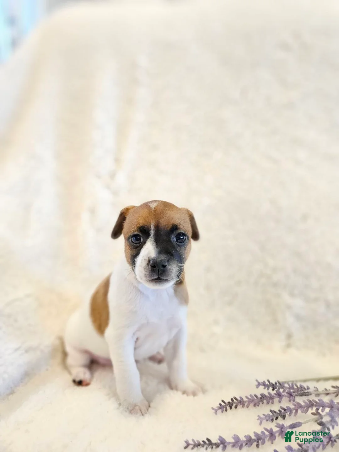 Rat Terrier dogs for sale: Ruby - Ad 1