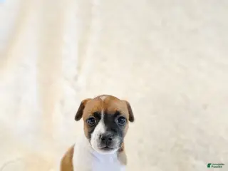 Rat Terrier dogs Ruby - Ad 3