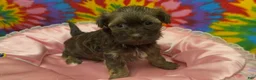 Havanese dogs for sale: Amelia - Ad 3
