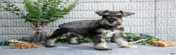 Miniature Schnauzer dogs for sale: March - Ad 2