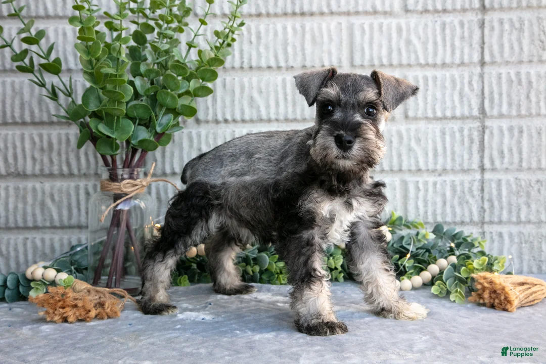 Miniature Schnauzer dogs for sale: March - Ad 2