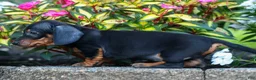 Miniature Dachshund dogs for sale: Zeke🐾 - Ad 19