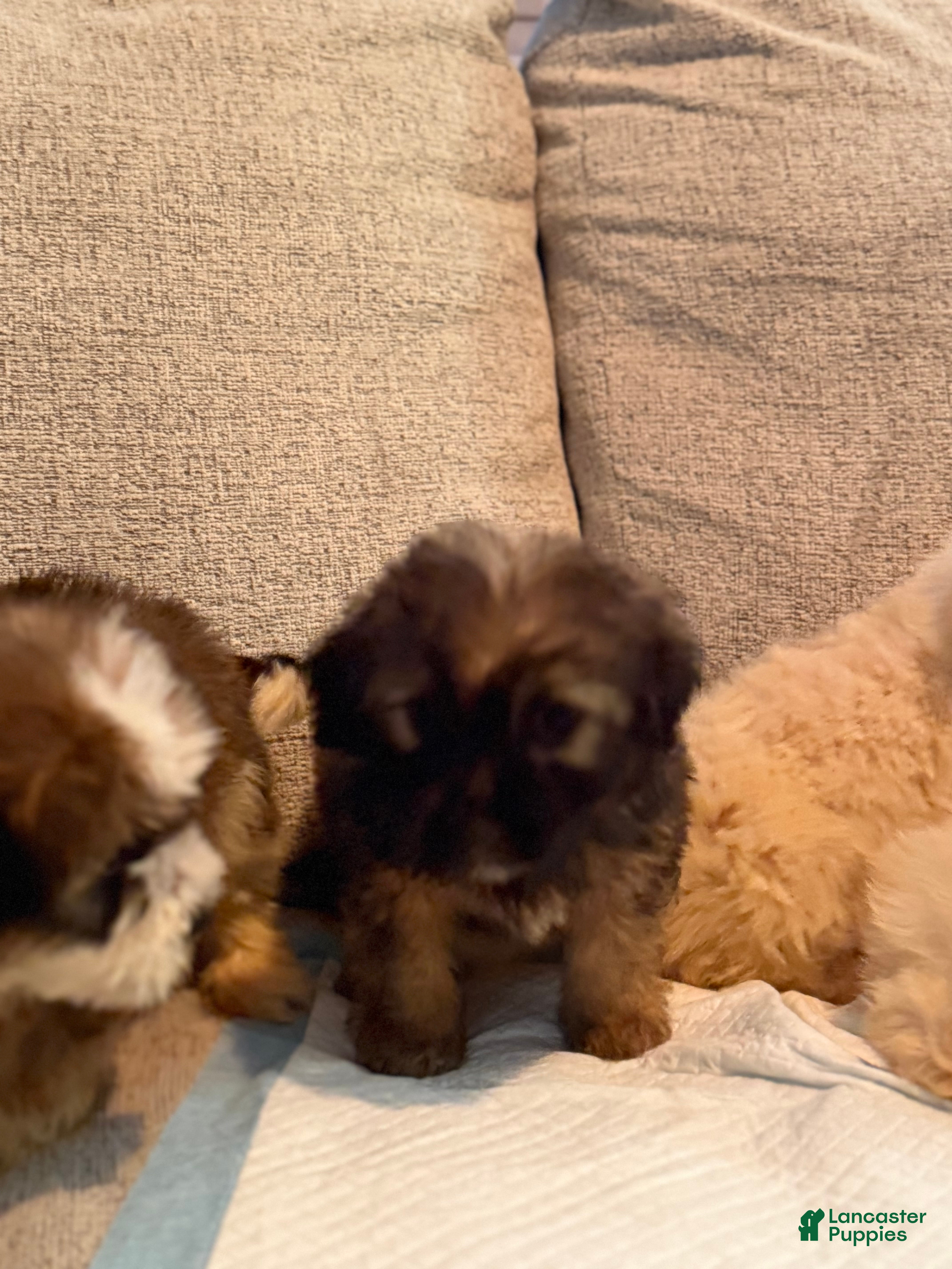 Yorkiepoo dogs Yorkiepoo Puppy 3 - Ad 35