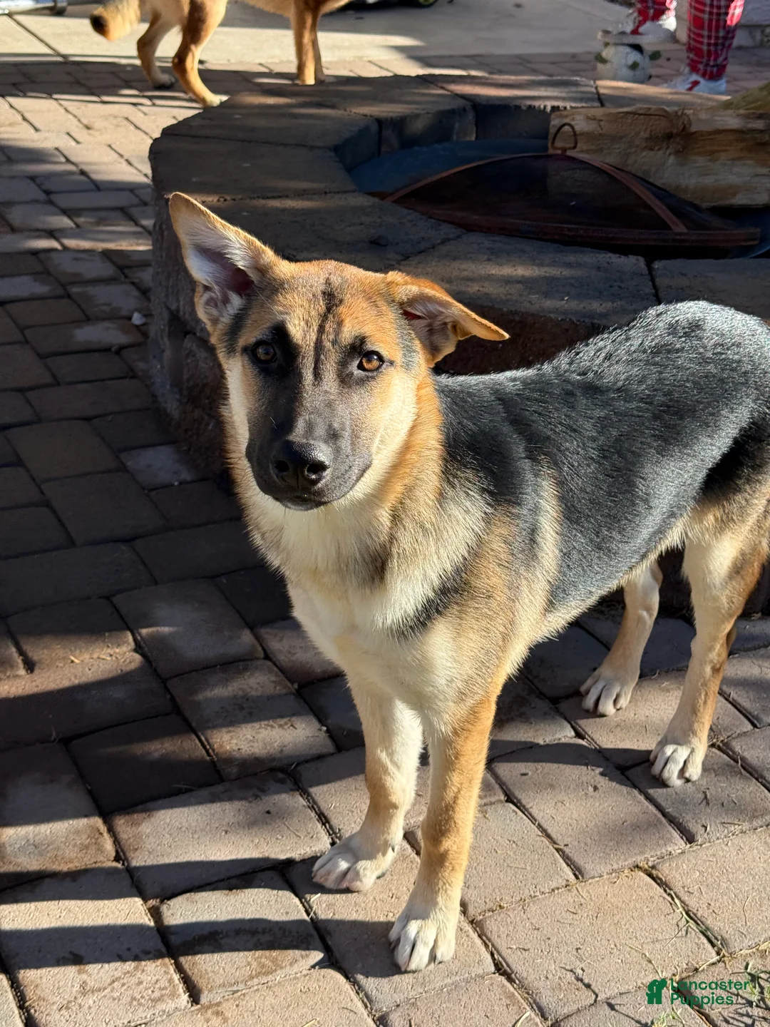 Gerberian Shepsky dogs for sale: Sassy (AKA Professor Sassy Pants, AKA Sassafrass) - Ad 1