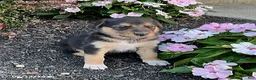 Mixed Breed dogs for sale: Quinn - Ad 4