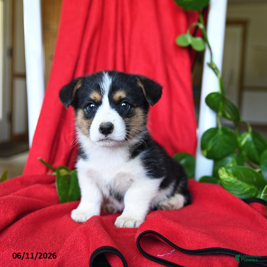 Welsh Corgi Pembroke dogs Colby - Ad 1