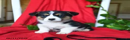 Welsh Corgi Pembroke dogs for sale: Colby - Ad 1