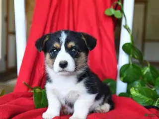 Welsh Corgi Pembroke dogs for sale: Colby - Ad 2