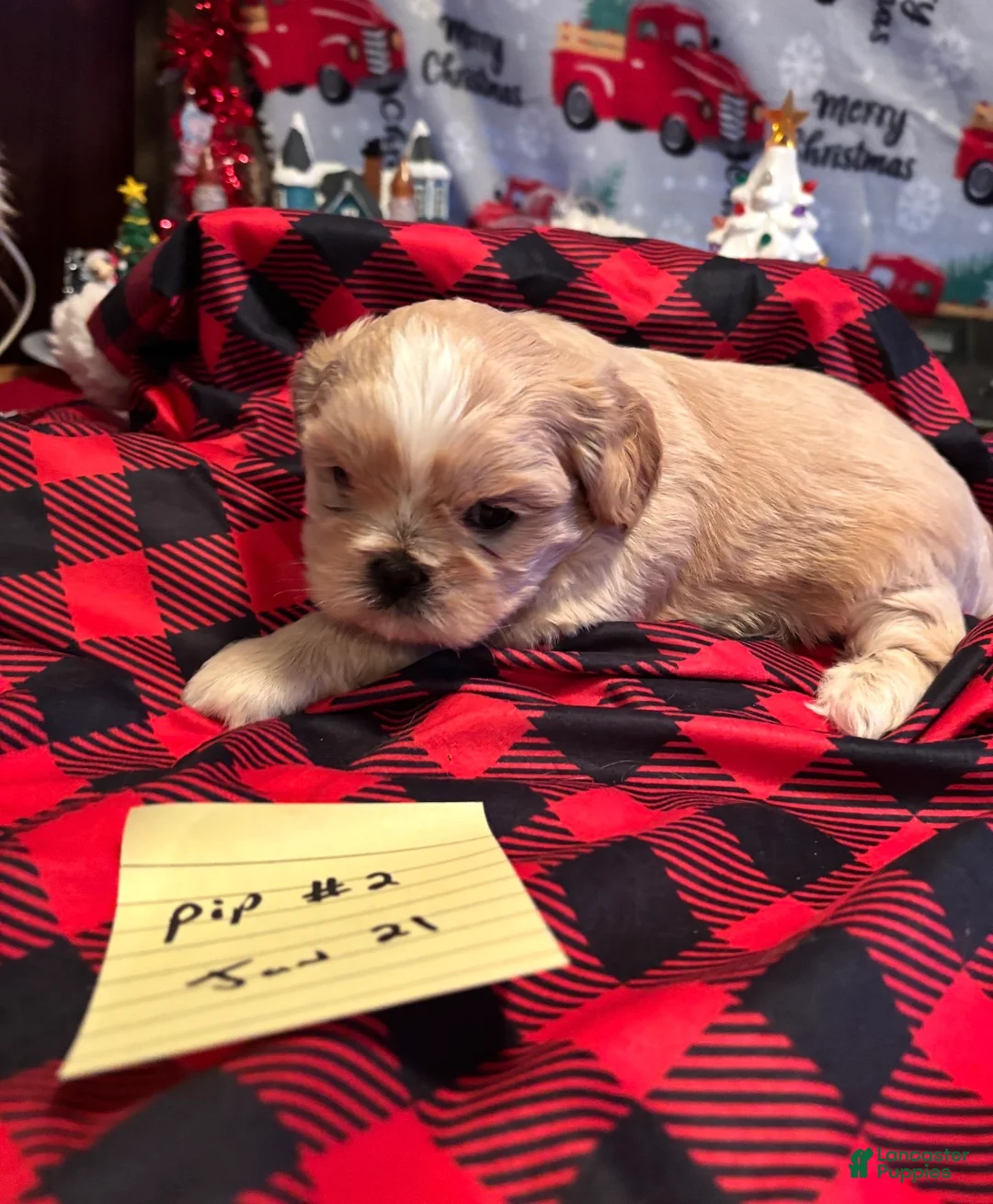 Shih Tzu dogs for sale: Cream puff - Ad 2