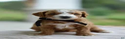 Mini Goldendoodle dogs for sale: May - Ad 4