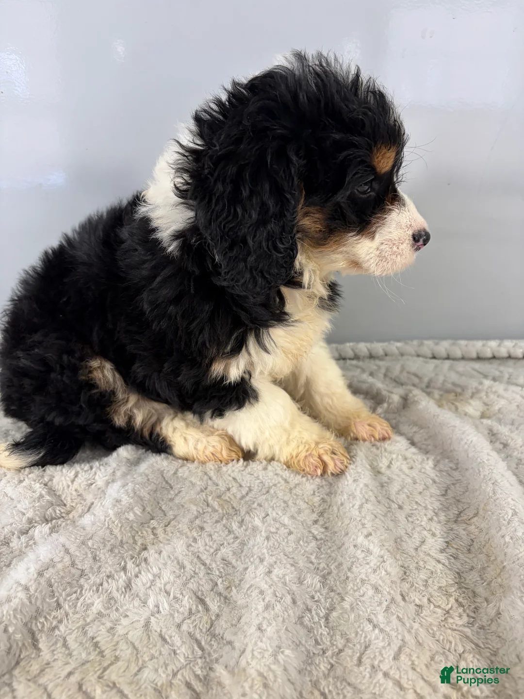 Mini Bernedoodle dogs for sale: Cindy - Ad 7