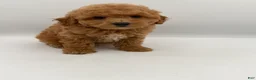 Mini Goldendoodle dogs for sale: beau - Ad 3