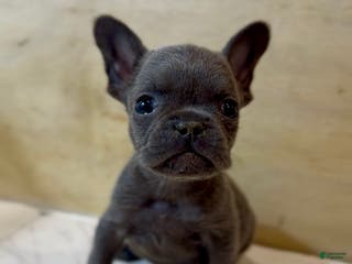 French Bulldog dogs Tyson - Ad 2