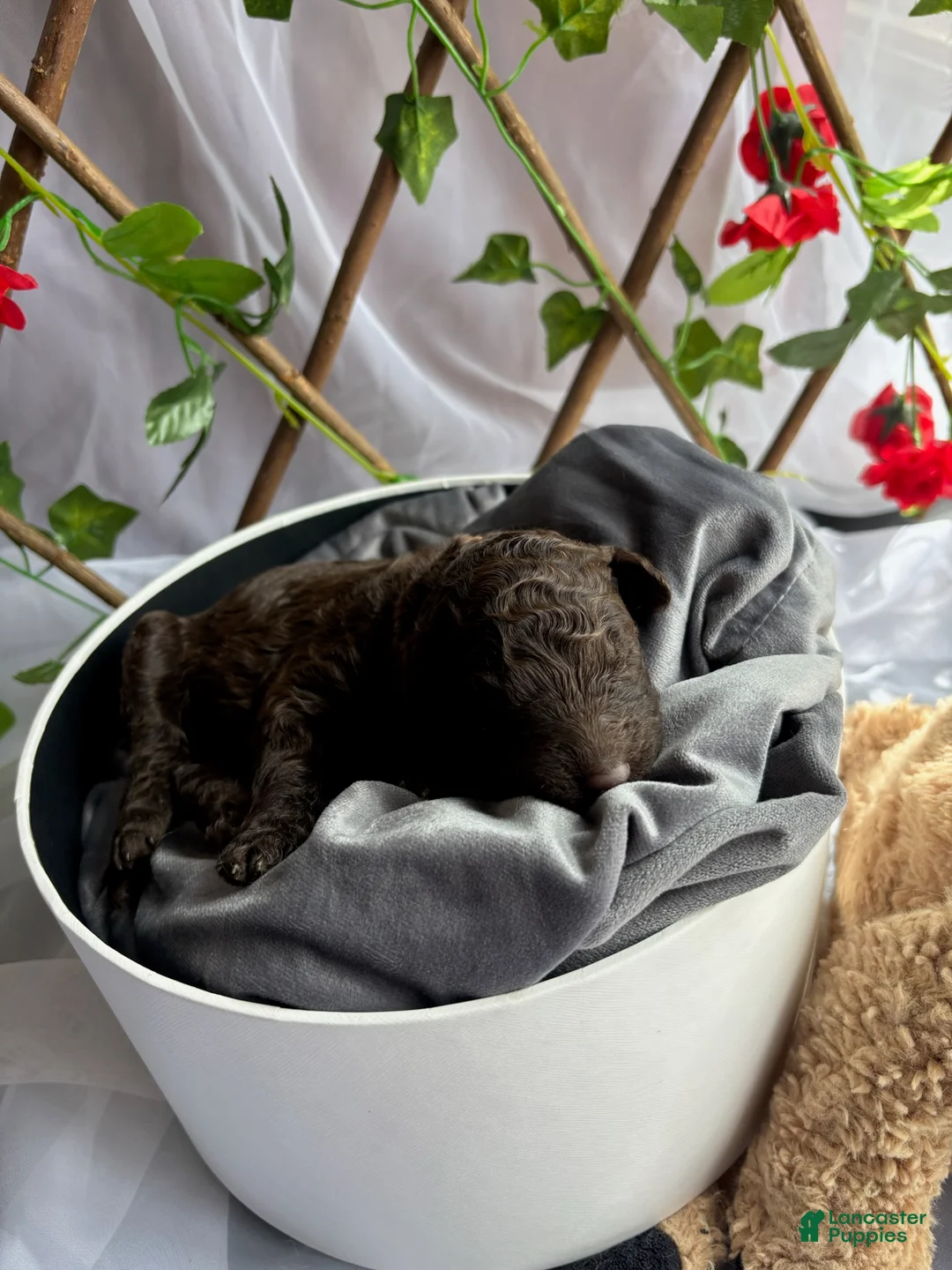 Standard Poodle dogs for sale: Rapunzel - Ad 1