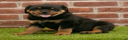 Rottweiler dogs for sale: Ranger - Ad 8