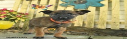 Belgian Malinois dogs for sale: Polly  - Ad 12