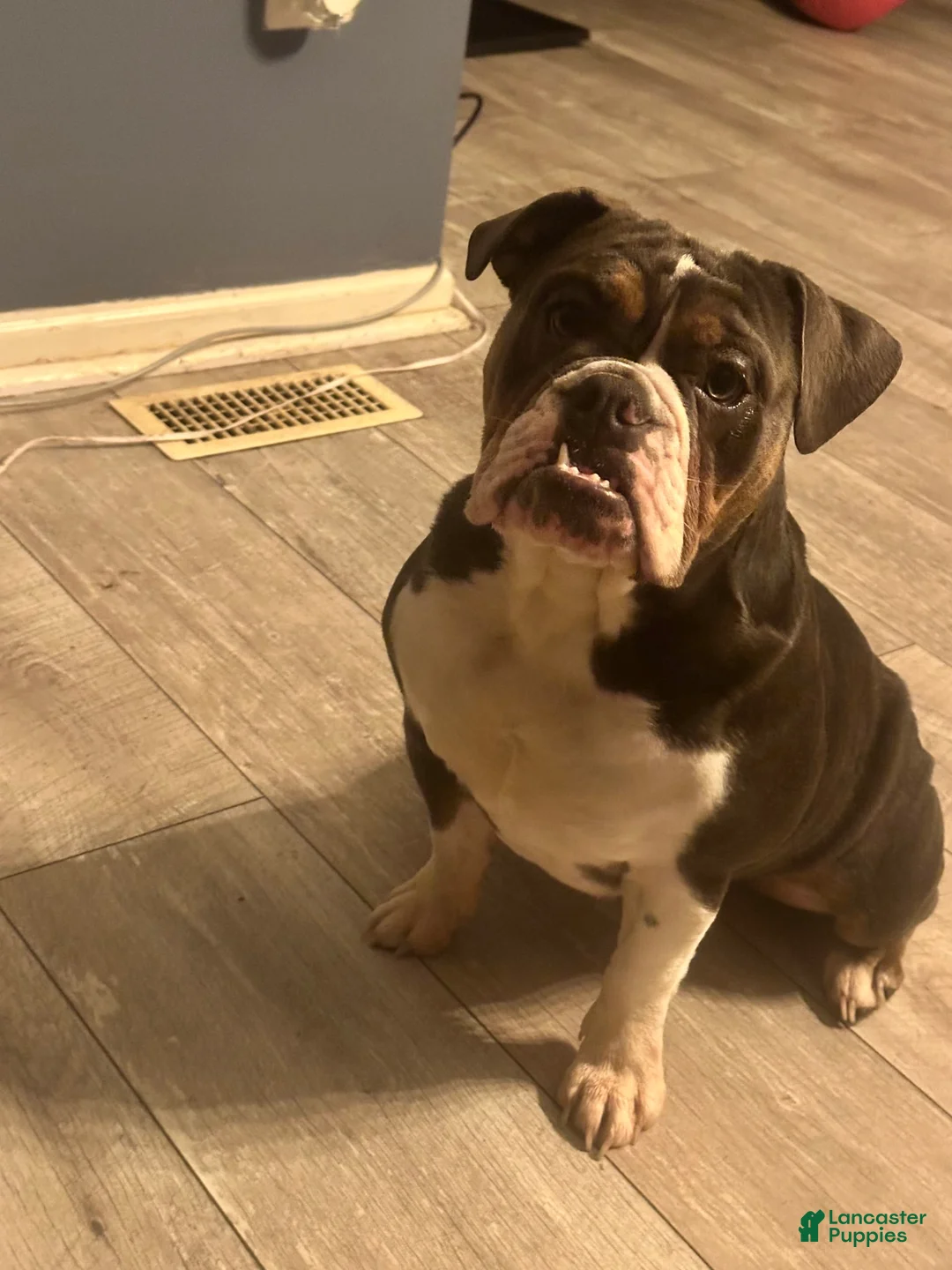 Gallery Image {{count}}