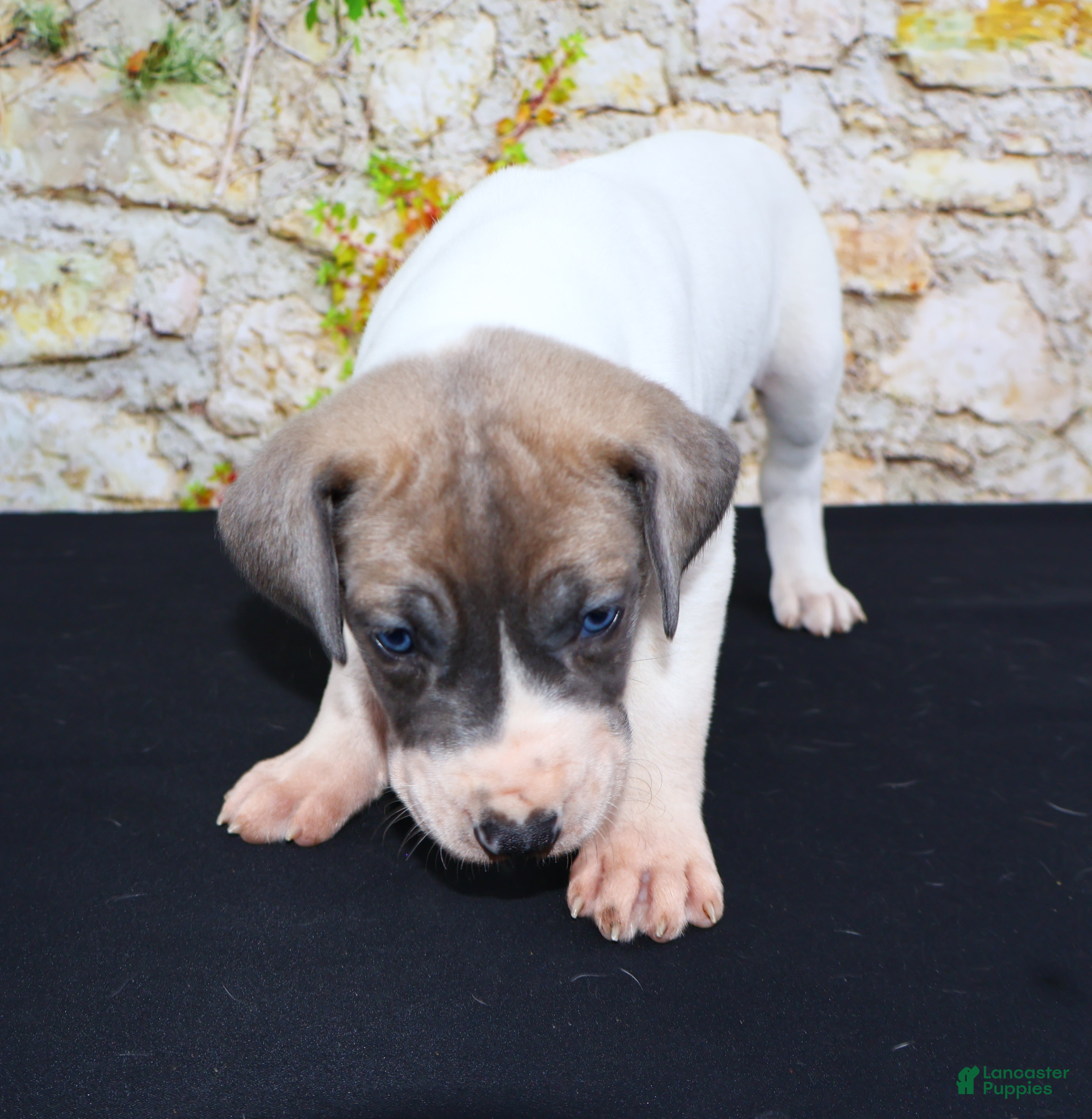 Great Dane dogs Janie - Ad 2