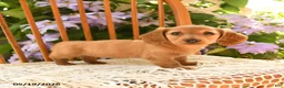 Miniature Dachshund dogs for sale: Elsie - Ad 4